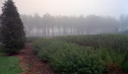Biomass from Poplars field